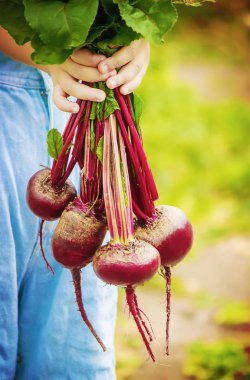 Çocuk ve pancar. Seçici odak. 