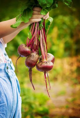 Çocuk ve pancar. Seçici odak. 