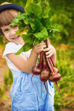 Çocuk ve pancar. Seçici odak. 