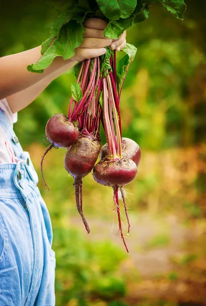 Çocuk ve pancar. Seçici odak. 