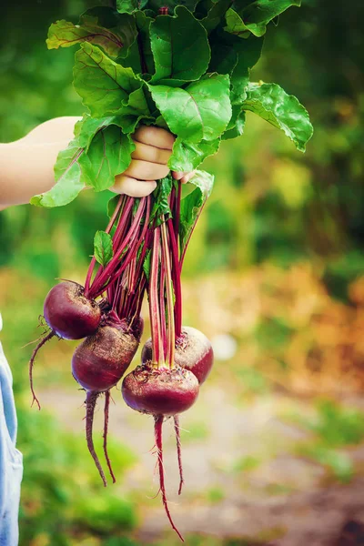 Çocuk ve pancar. Seçici odak. 