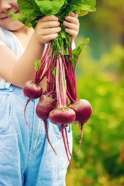 Çocuk ve pancar. Seçici odak. 