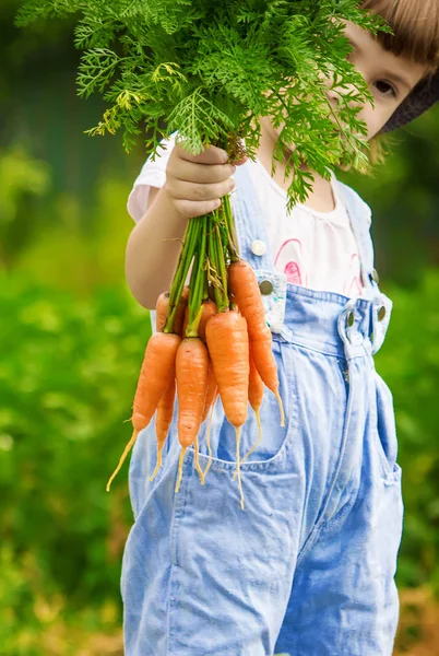 Çocuk ve havuç. Seçici odak. 