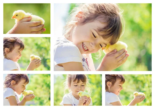 The child holds a chicken in his hands. The girl and the bird. Collage. Selective focus. — Stock Photo, Image