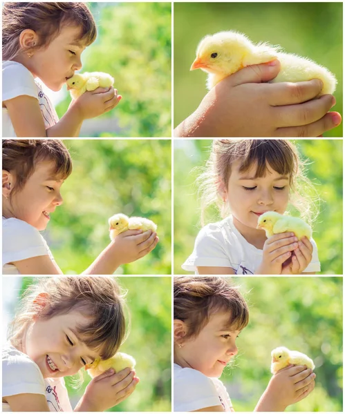 子供は、彼の手で、鶏を保持しています。少女と鳥。コラージュ。選択と集中. — ストック写真