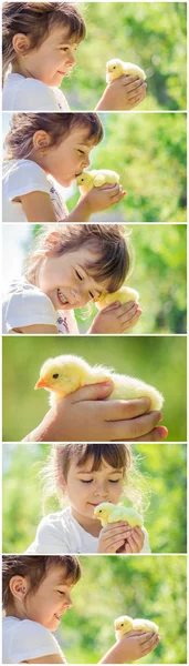 Dziecko trzyma kurczaka w jego ręce. Dziewczyna i ptak. Kolaż. Selektywny fokus. — Zdjęcie stockowe