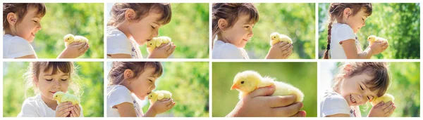 子供は、彼の手で、鶏を保持しています。少女と鳥。コラージュ。選択と集中. — ストック写真