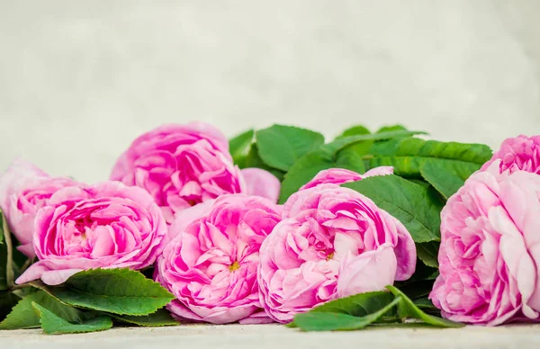 Fundo bonito com rosas rosa. Foco seletivo . — Fotografia de Stock