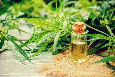 Esrar bitki ve tedavi (et suyu, tentür, özü, petrol) için bırakır. Seçici odak.