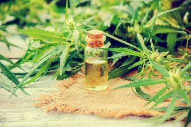 Esrar bitki ve tedavi (et suyu, tentür, özü, petrol) için bırakır. Seçici odak.