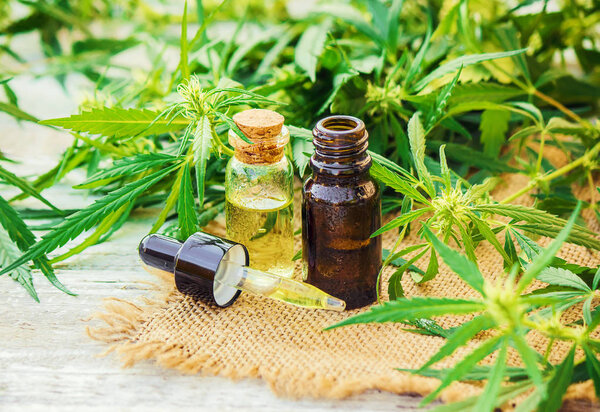 Cannabis herb and leaves for treatment (broth, tincture, extract, oil). Selective focus.