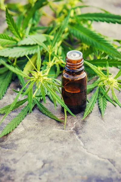 Cannabis herb and leaves for treatment (broth, tincture, extract, oil). Selective focus. — Stock Photo, Image