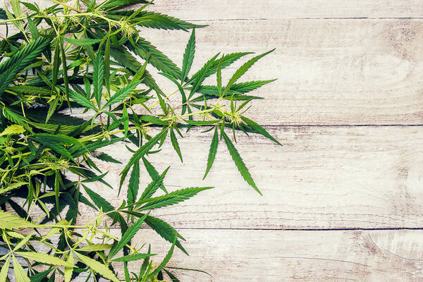 Cannabis herb and leaves