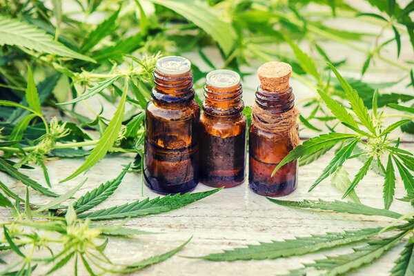 Cannabis herb and leaves for treatment (broth, tincture, extract, oil). Selective focus.