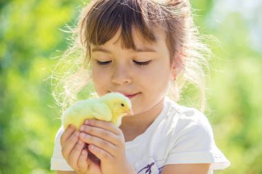 Çocuk bir tavuk elinde tutar. Kız ve kuş. Seçici odak. 