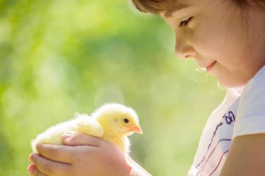 Çocuk bir tavuk elinde tutar. Kız ve kuş. Seçici odak. 
