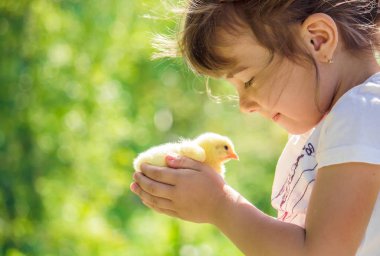Çocuk bir tavuk elinde tutar. Kız ve kuş. Seçici odak. 