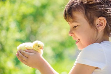 Çocuk bir tavuk elinde tutar. Kız ve kuş. Seçici odak. 