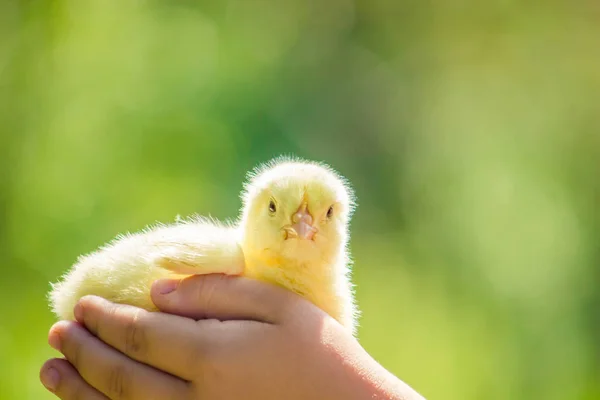 Pollo piccolo nelle mani dei bambini. Focus selettivo . — Foto Stock