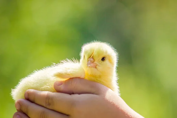 Chicken little çocuk elinde. Seçici odak. — Stok fotoğraf