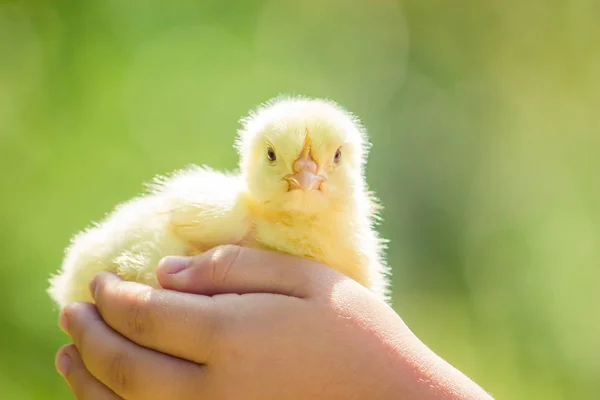 Csirke kicsi a gyerekek kezébe. Szelektív összpontosít. — Stock Fotó