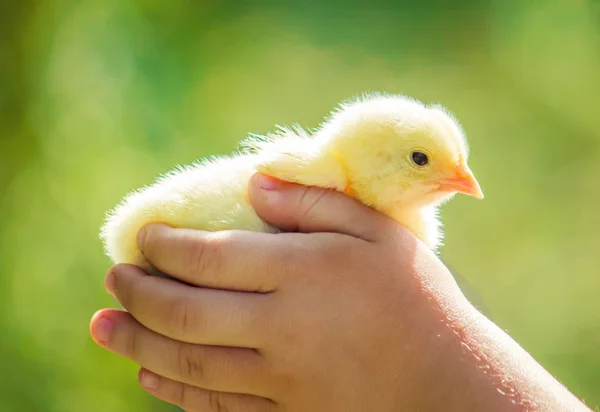 Pollo piccolo nelle mani dei bambini. Focus selettivo . — Foto Stock