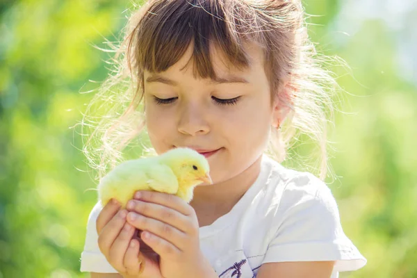 Çocuk bir tavuk elinde tutar. Kız ve kuş. Seçici odak. 