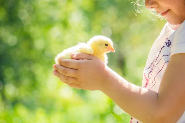 Çocuk bir tavuk elinde tutar. Kız ve kuş. Seçici odak. — Stok fotoğraf