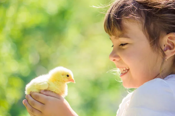 子供は、彼の手で、鶏を保持しています。少女と鳥。選択と集中. — ストック写真