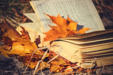 Sonbahar yaprakları ve bir kitap. Seçici odak. 