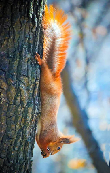 Eichhörnchen frisst Nüsse. Selektiver Fokus. — Stockfoto