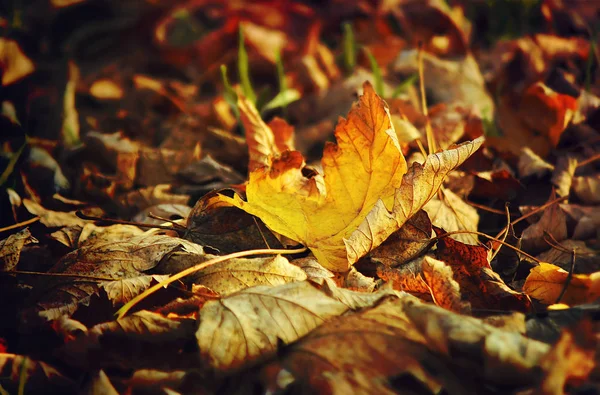 Feuilles d'automne. Concentration sélective . — Photo