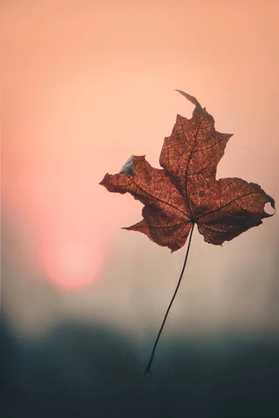 秋の紅葉。選択と集中. — ストック写真