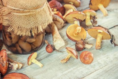 Marine mantar orman. Seçici odak.