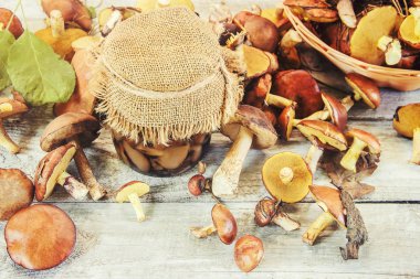 Marine mantar orman. Seçici odak.