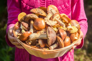 Orman bir çocuğun elinde mantar. Seçici odak. 