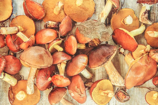 Orman mantar. Seçici odak. 