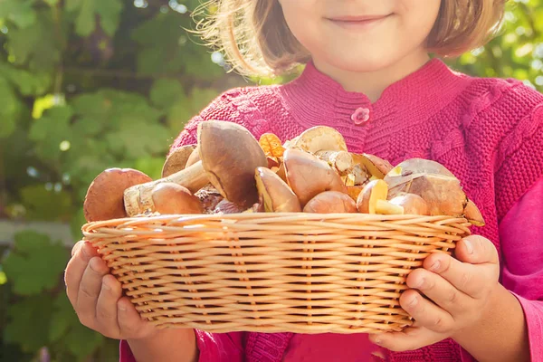 Orman bir çocuğun elinde mantar. Seçici odak. 