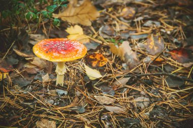 Mantar amanita ormanın içinde. Seçici odak.