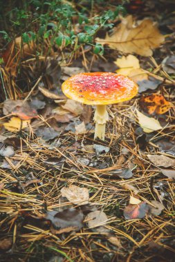 Mantar amanita ormanın içinde. Seçici odak.