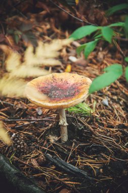 Mantar amanita ormanın içinde. Seçici odak.
