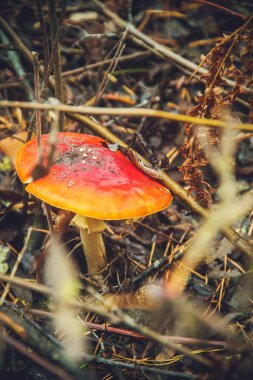 Mantar amanita ormanın içinde. Seçici odak.