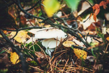 Soluk mantarı, ormanın içinde mantar yetişir. Seçici odak.