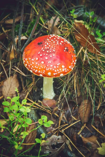 Muchomor grzybów w lesie. Selektywny fokus. — Zdjęcie stockowe