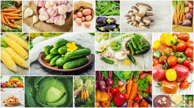 Farklı sebze kolaj. Vejetaryen yiyecekler.