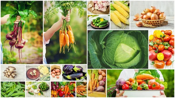 Collage verschiedener Gemüsesorten. Vegetarisches Essen. — Stockfoto