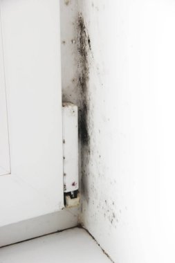 Windows rutubet, küf ve mantar. seçici odak. 