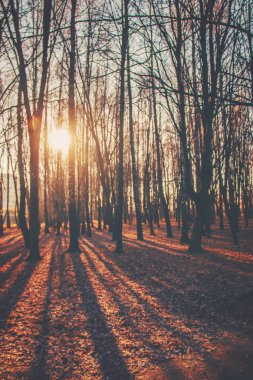 Park şafak. Sonbahar. Seçici odak. 