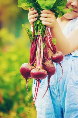 Çocuk ve çiftlikte sebze. Seçici odak. 