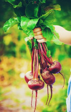 Çocuk ve çiftlikte sebze. Seçici odak. 